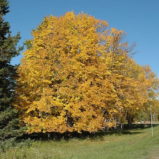 Tilia americana (Tilleul américain)