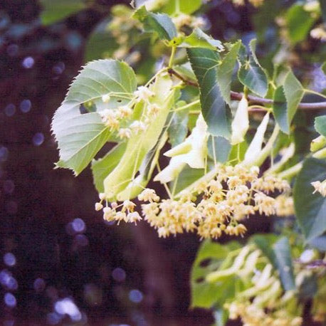 Tilia americana (Tilleul américain)