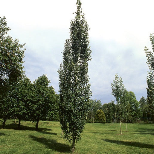 Populus tremula 'Erecta' (Peuplier tremble fastigié)