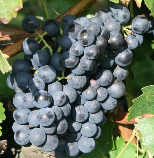 Vitis 'Trollhauger' (Vigne à raisins ‘Trollhauger’)