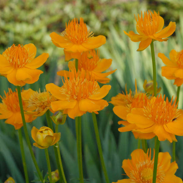 TROLLIUS ‘Golden Queen’