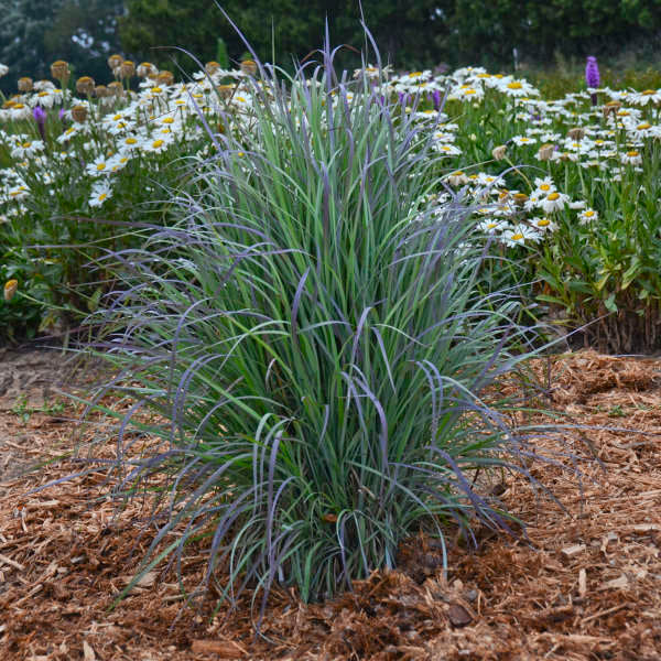 Schizachyrium scoparium 'Twilight Zone' (Barbon à balais 'Twilight Zone')