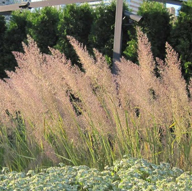 CALAMAGROSTIS ‘Brachytricha’