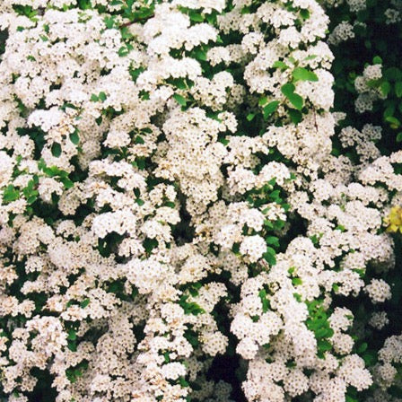 Spiraea vanhouttei (Spirée Couronne de mariée)