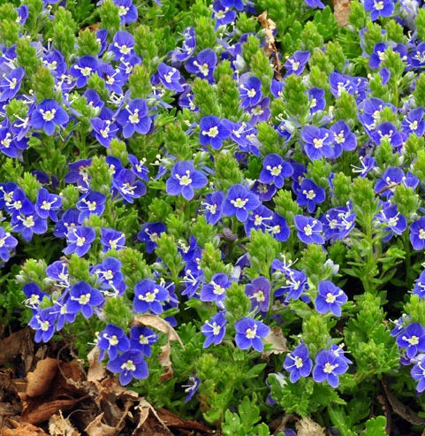 VERONICA hybrid ‘Tidal Pool’