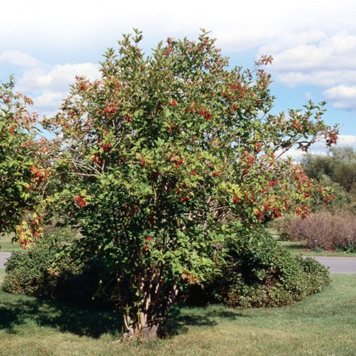 Viburnum trilobum (Viorne trilobée)