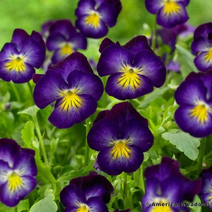 VIOLA cornuta ‘Halo Violet’