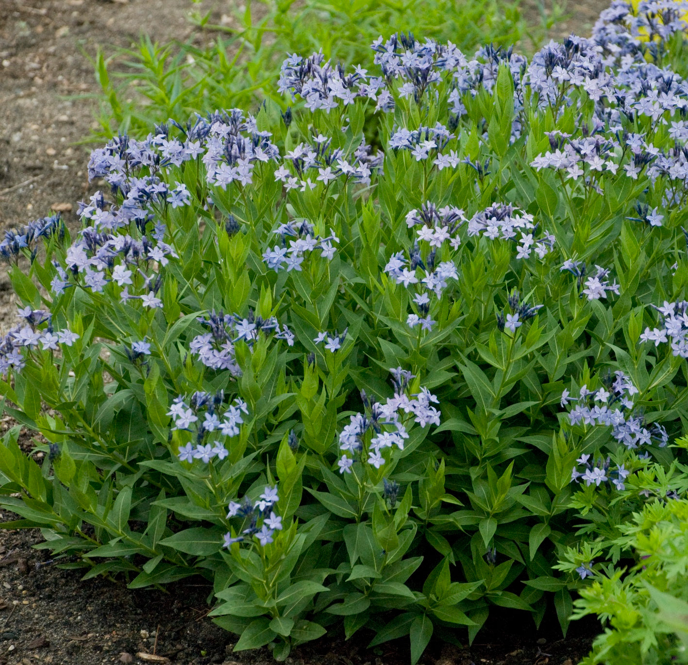 AMSONIA ‘Blue Ice’