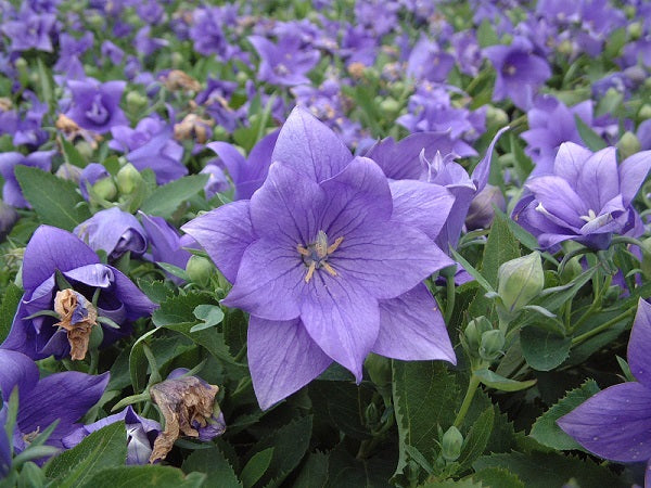 PLATYCODON grandiflorus ‘Astra Double Blue’