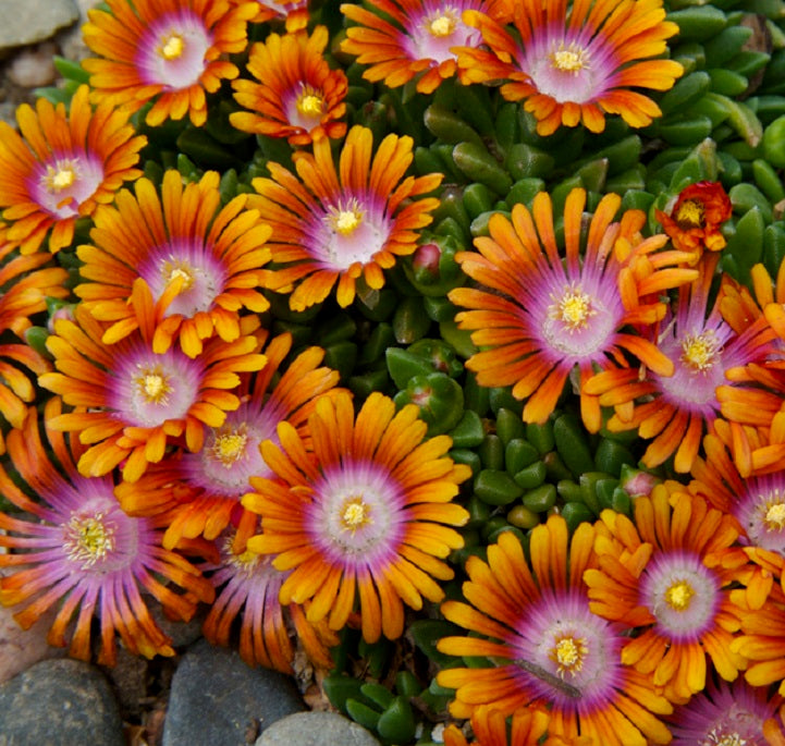 DELOSPERMA cooperi ‘Fire Spinner’