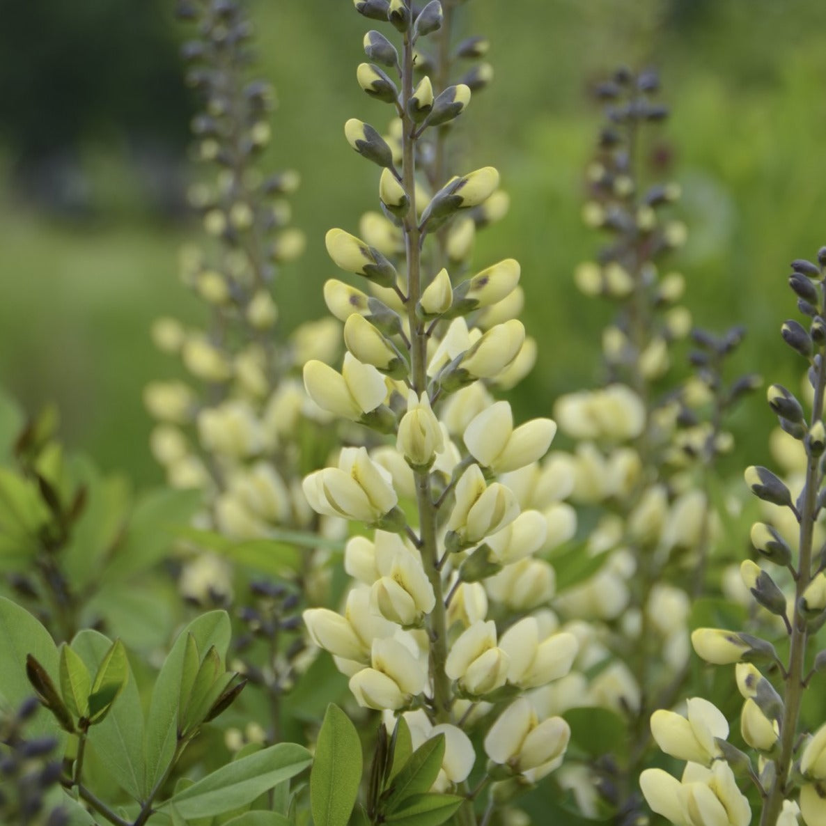 BAPTISIA ‘Vanilla Cream’