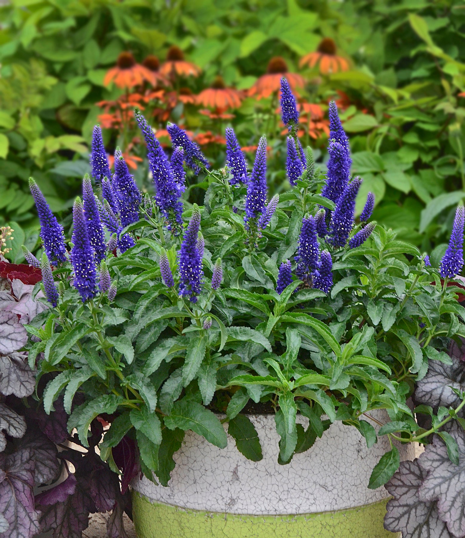 VERONICA ‘Enchanted Indigo’