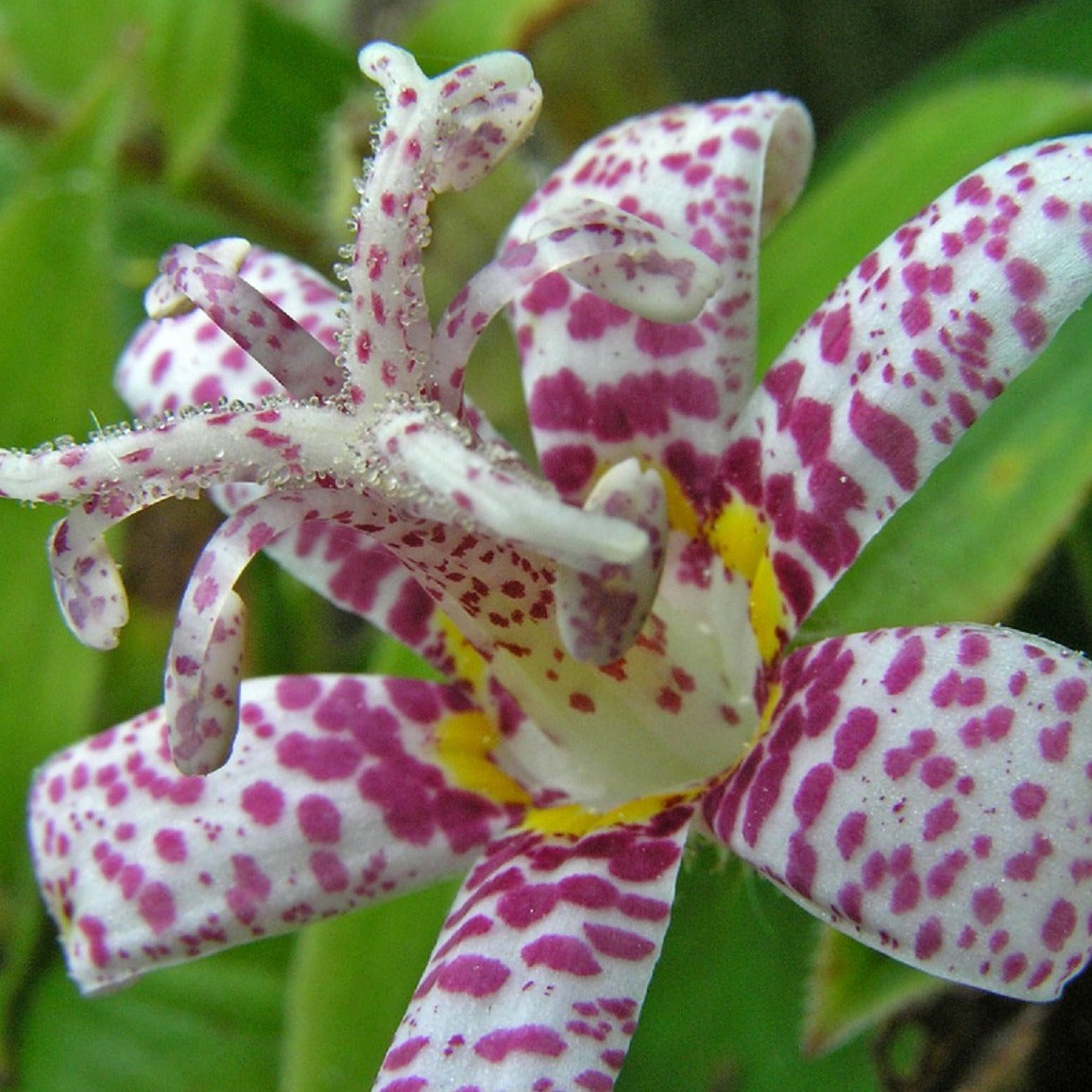 TRICYRTIS hirta ‘Miyazaki Hybrids’