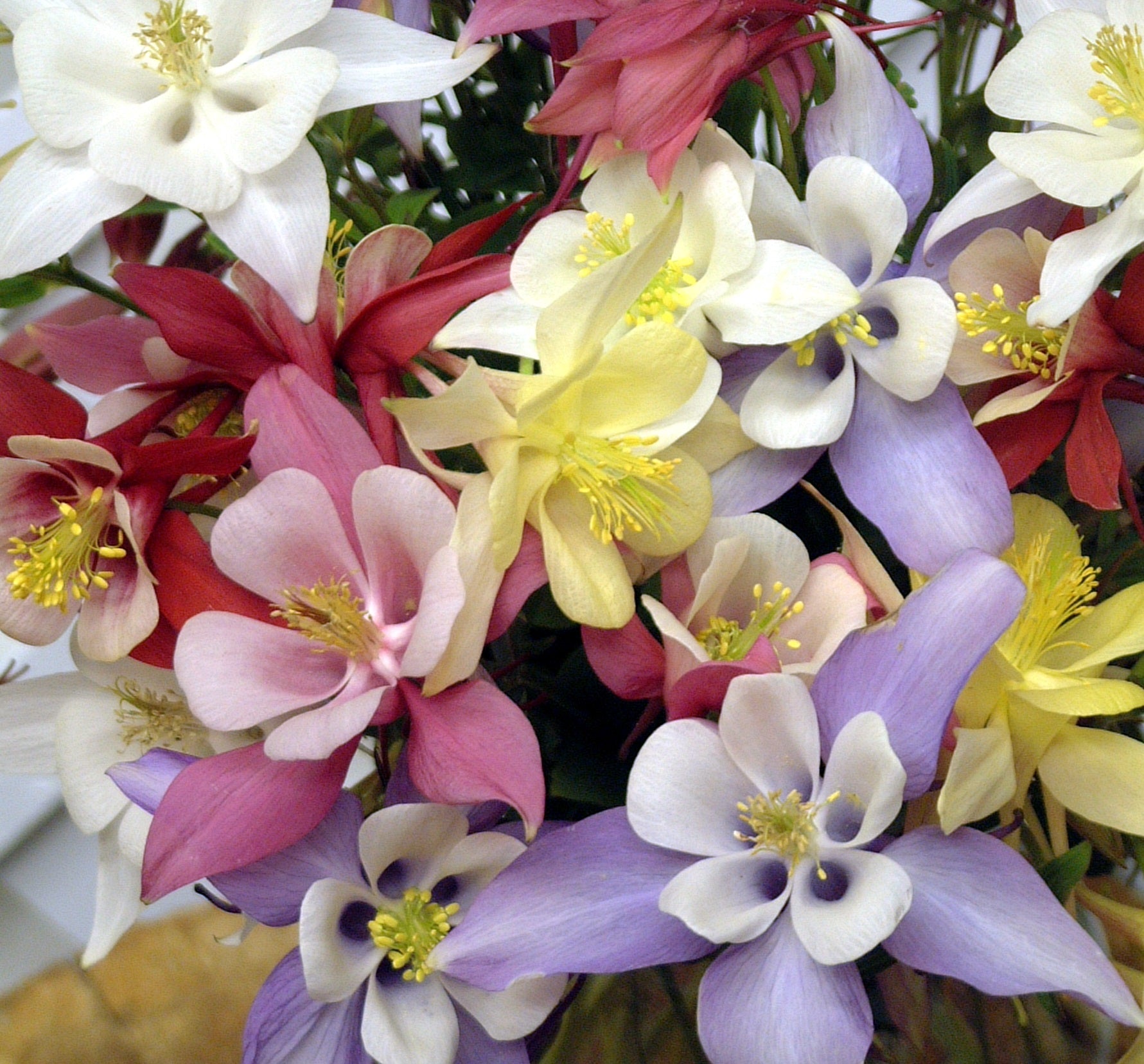 AQUILEGIA vulgaris ‘Origami Mix’