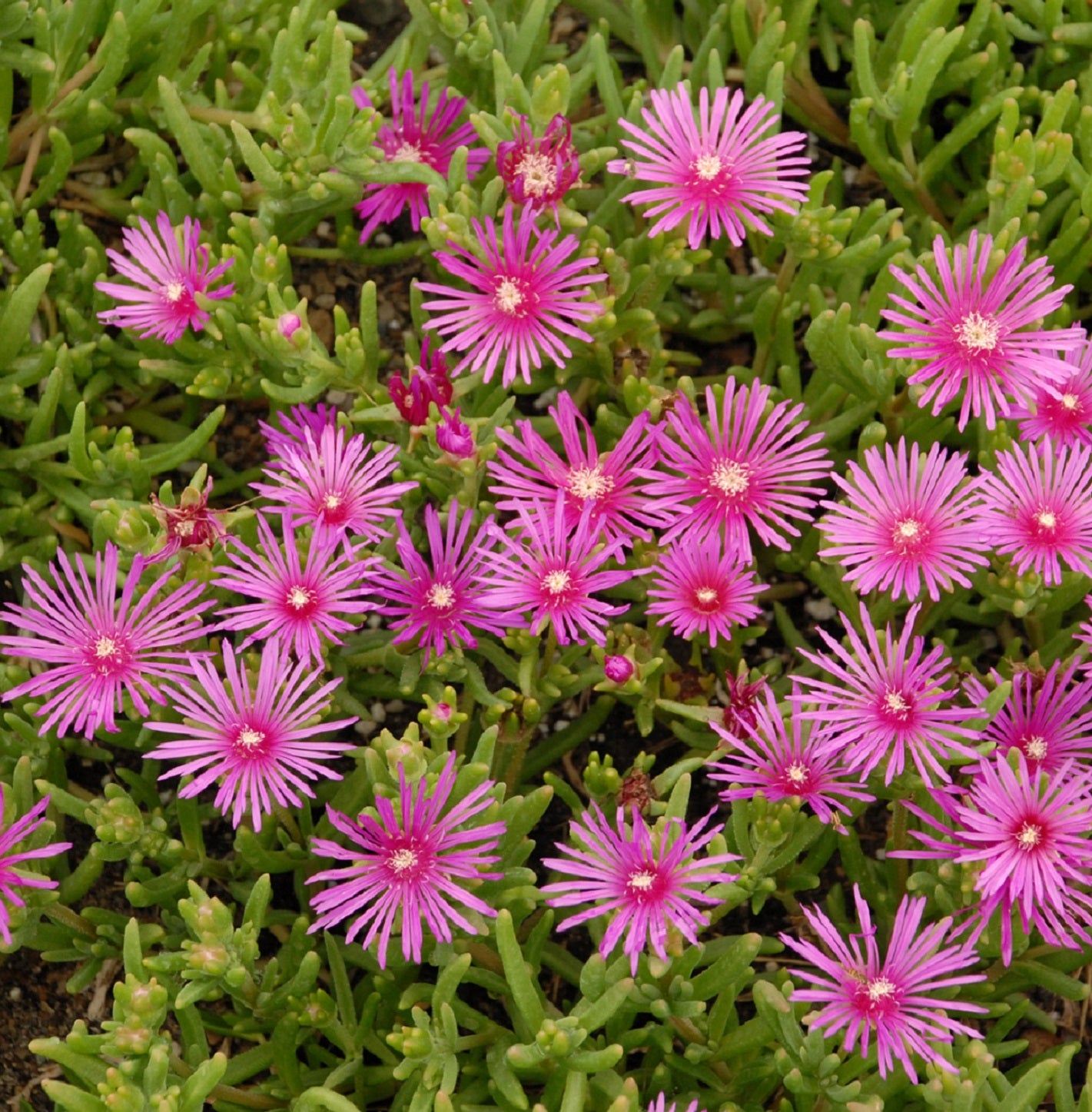 DELOSPERMA cooperi