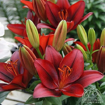 LILIUM asiatique ‘Tiny Dragon’