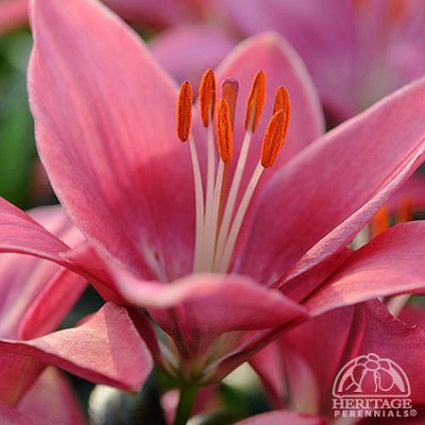 LILIUM asiatique ‘Tiny Toons’