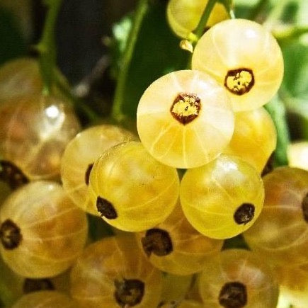 Ribes rubrum 'White Pearl' (Gadelier 'White Pearl')