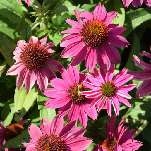 Echinacea purpurea 'Pow Wow Wild Berry' (Échinacée pourpre 'PowWow wild berry')