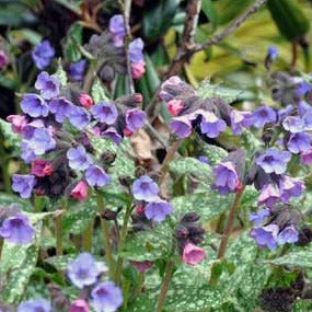 PULMONARIA saccharata ‘Mrs Moon’