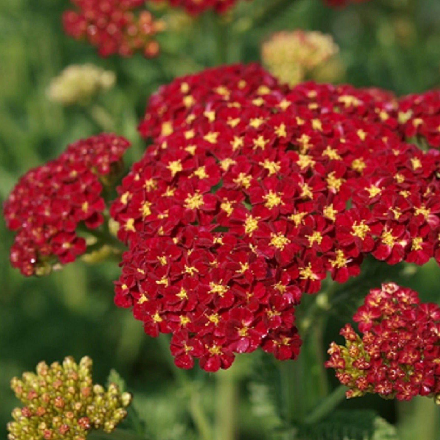 ACHILLEA millefolium ‘Strawberry Seduction’