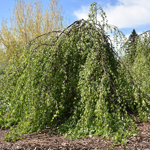 Betula verrucosa Youngii (Bouleau européen Pleureur Youngii)