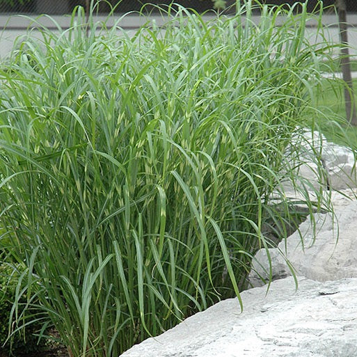 MISCANTHUS sinensis ‘Zebrinus’