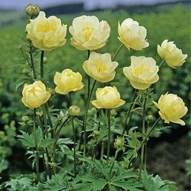 TROLLIUS x. cultorum ‘New Moon’